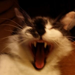 Meet your Posher, Pam